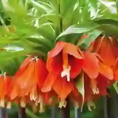 Imperialis Rubra Maxima